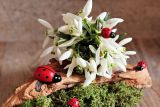 1609835931_snowdrop-2126309_1280.jpg