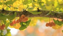 1636980632_gingko-tree-gb5cf2b186_1920.jpg