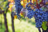 1724765769_shutterstock_2250568527.jpg