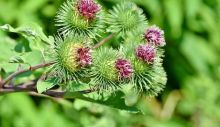 1660593731_great-burdock-g68537308a_640.jpg