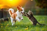 1740667982_shutterstock_2432338827.jpg